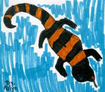 This is a drawing of a Gila monster.