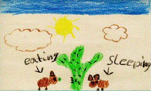 The drawing shows two javelinas in the desert.  One is sleeping and the other one is eating cactus.
