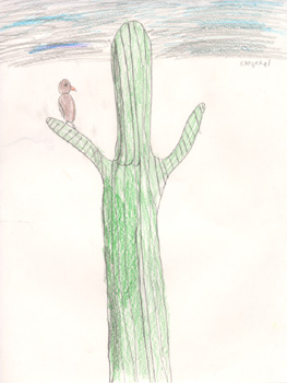 Chrystal drew a cactus wren propped up on the arm of a saguaro cactus.