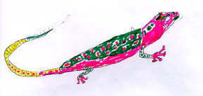 Drawing of an aqua mouth gecko.